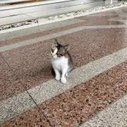 kinokoの画像