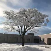 シオンの庭の画像