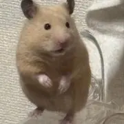 pekoの画像