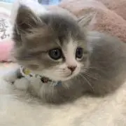 Ma