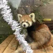 あいあい【即購入OK】