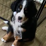 Buddy