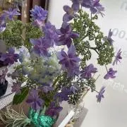 cohakuの画像