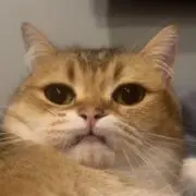 ごまだんごの画像