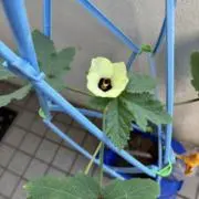 あさみの画像