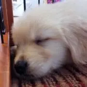 sの画像