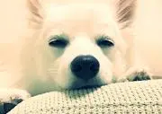 はな