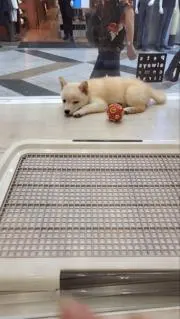 moon♡プロフ必読!!の画像