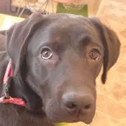 ねろねーろ
