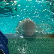 ころころの画像