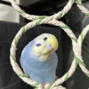 マカロン