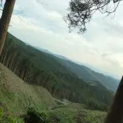 Tatsu