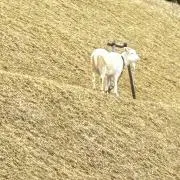SAKUYAの画像