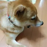 さえの画像