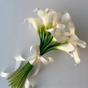 あこ(Acco)の画像
