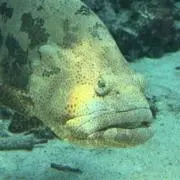 タコミの画像