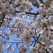 mayumiの画像