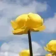 マイらすた★コメント前にプロフ一読お願いの画像