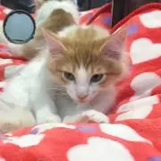 ハラミ´꒳`❤︎プロフ必読の画像