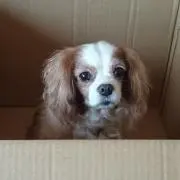 すとちの画像