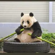 あんぱんだの画像