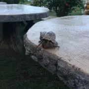 りんごの画像