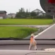 Yonekoo