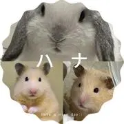 ハナ⭐️まとめ買いお得★在庫限りSALEの画像