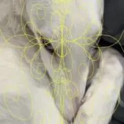 l.c2
