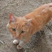 タロウの画像