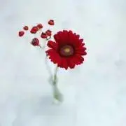 KONIの画像