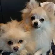 ぴんく꒰՞* ´ ꒳ ｀* ՞꒱ฅ"♡の画像