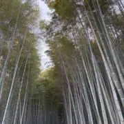 パンケーキの画像