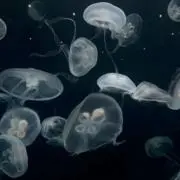 かの画像