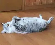 ここの画像