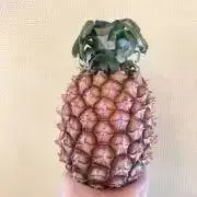 パイナップルの画像
