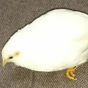 かみりの画像