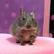 M☆HMの画像