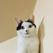 きみこねこ