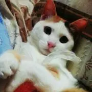あーちゃんの画像