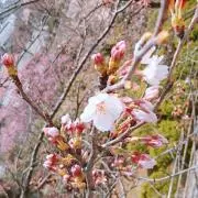 桜姫( ^ • ·̫ • ^ )♡の画像