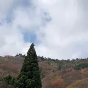 でいずの画像