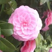 げんきの画像