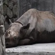 蜻蛉