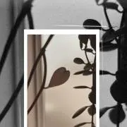 ユーカリ✴︎24h以内発送✴︎の画像
