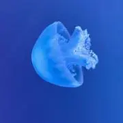 すーぱーくらげの画像