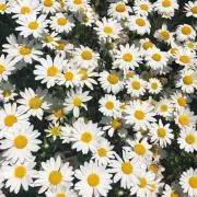 ♡An♡の画像