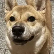 よこみち
