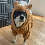 Ryuseiの画像