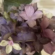 Sakura♡即購入OK❣️の画像